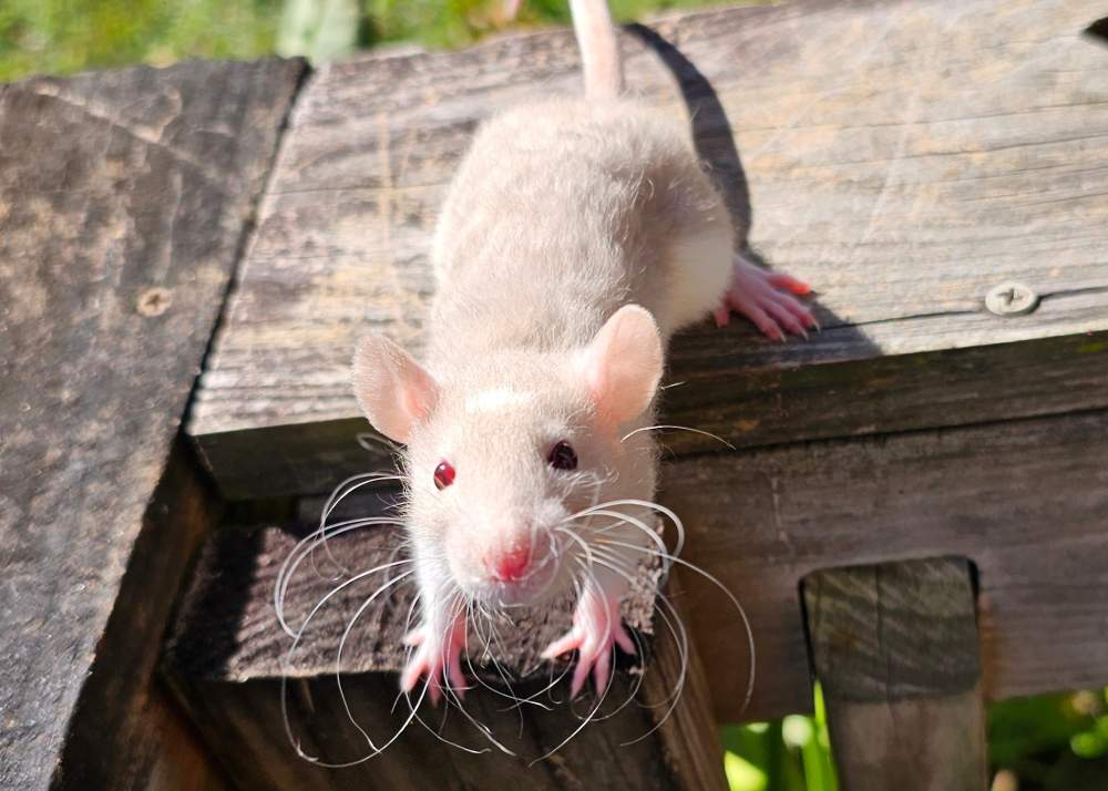 Fancy rat Breeder Rattus norvegicus 