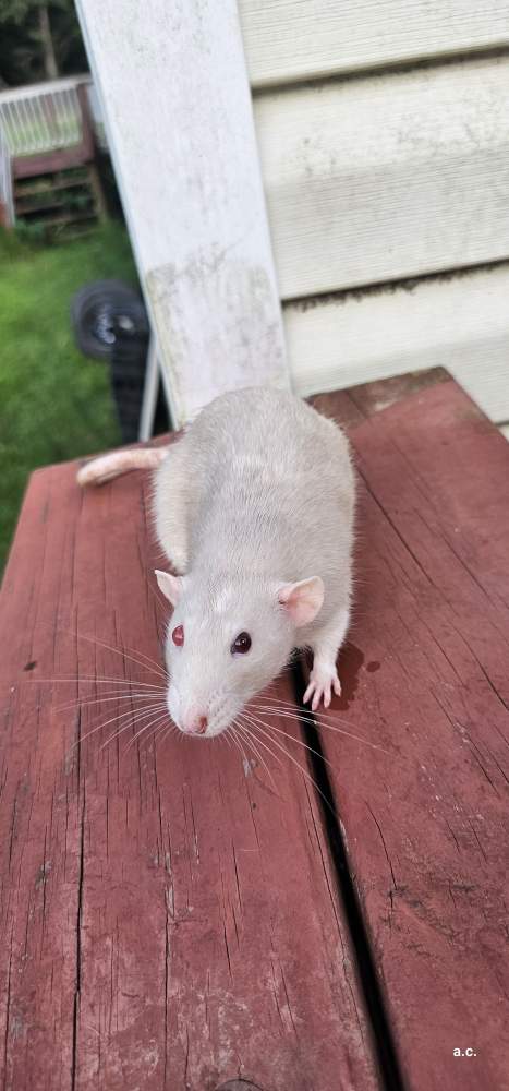 Fancy rat Breeder Rattus norvegicus 