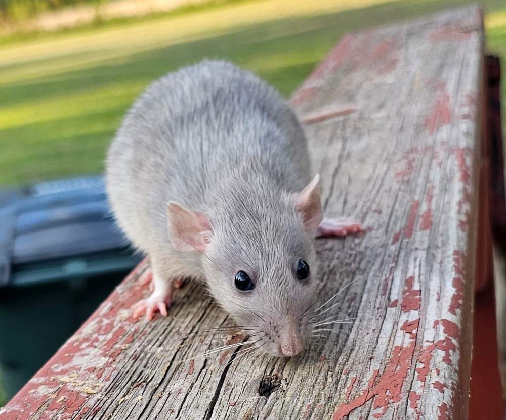 Fancy rat Breeder Rattus norvegicus 