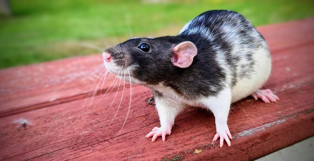 Fancy rat Breeder Rattus norvegicus 