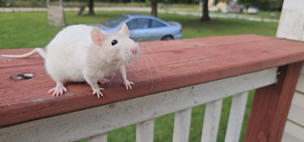 Fancy rat Breeder Rattus norvegicus 