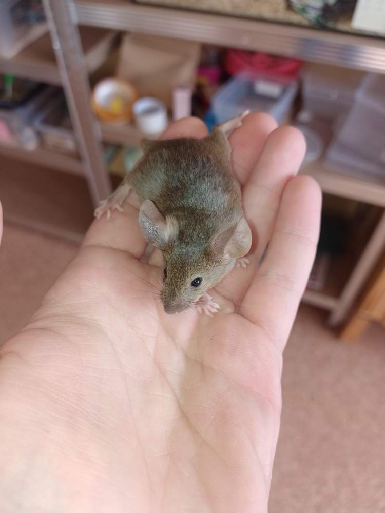 Fancy mouse Pet only Mus musculus 