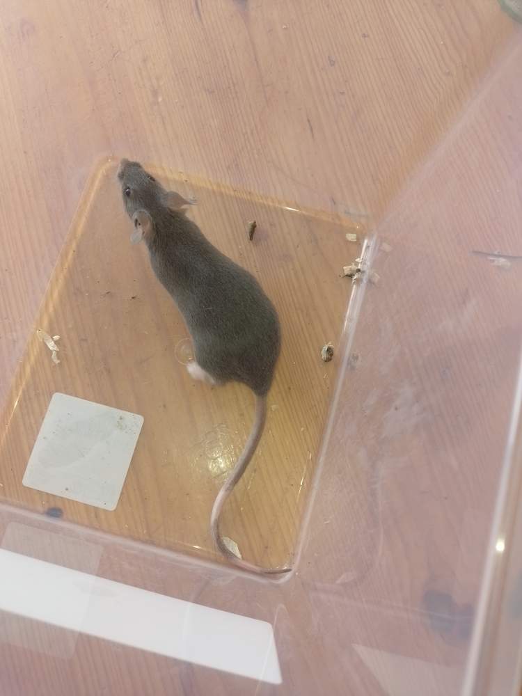 Fancy mouse Rehomed Mus musculus Germany, Leipzig