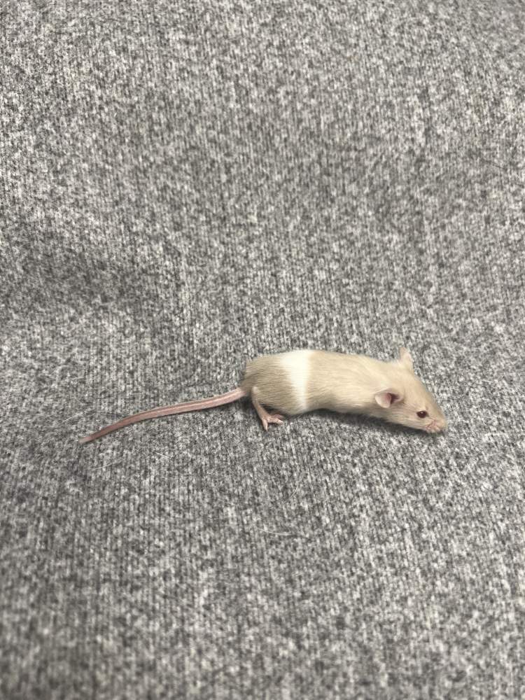 Fancy mouse Pet only Mus musculus 