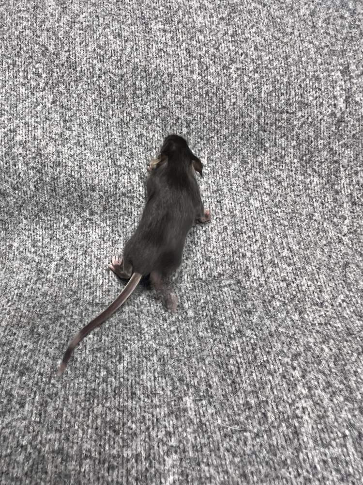 Fancy mouse Pet only Mus musculus 