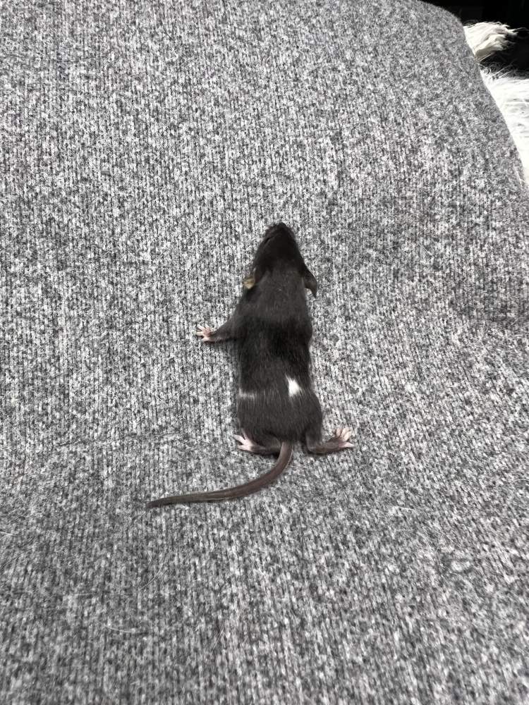 Fancy mouse Pet only Mus musculus 