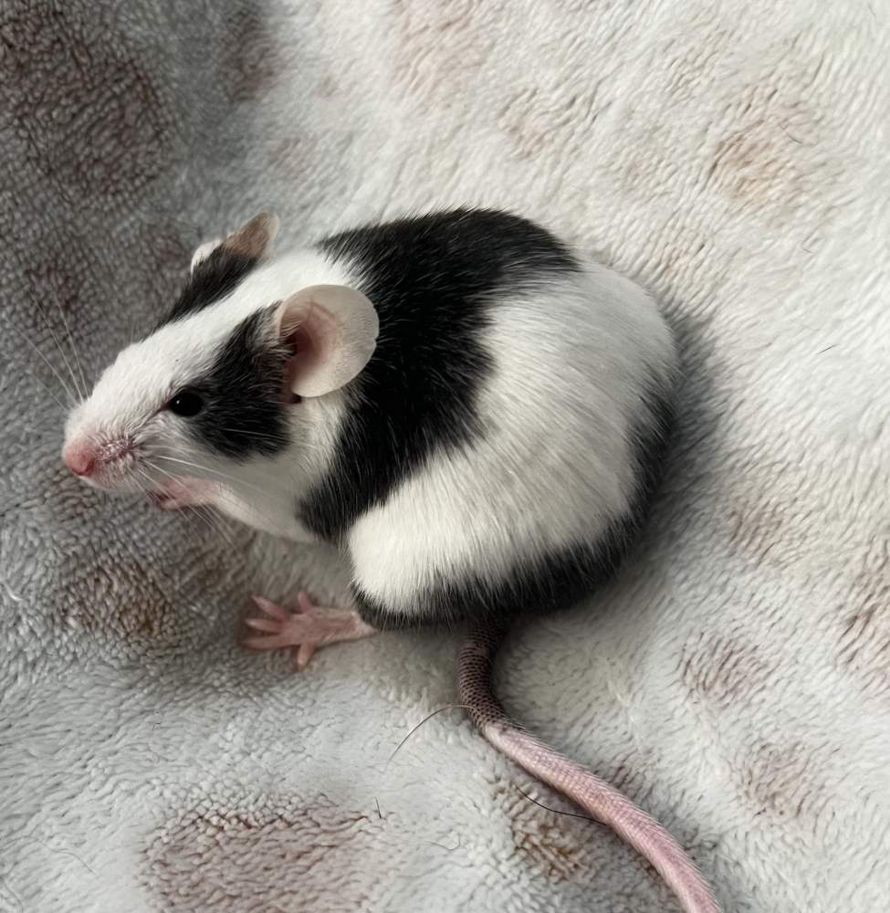 Fancy mouse Pet only Mus musculus 