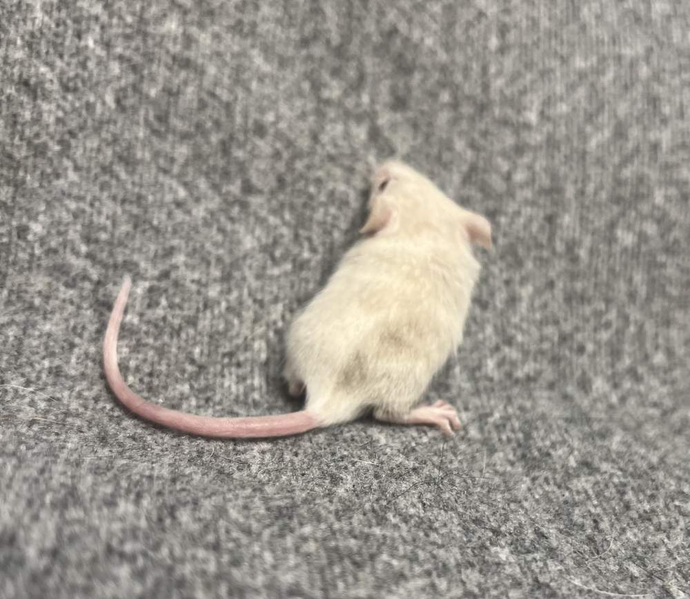 Fancy mouse Pet only Mus musculus 