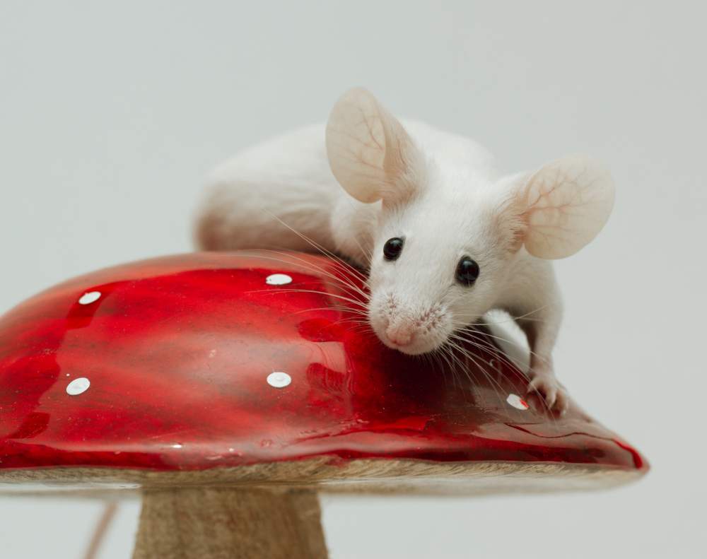 Fancy mouse Breeder Mus musculus Czechia