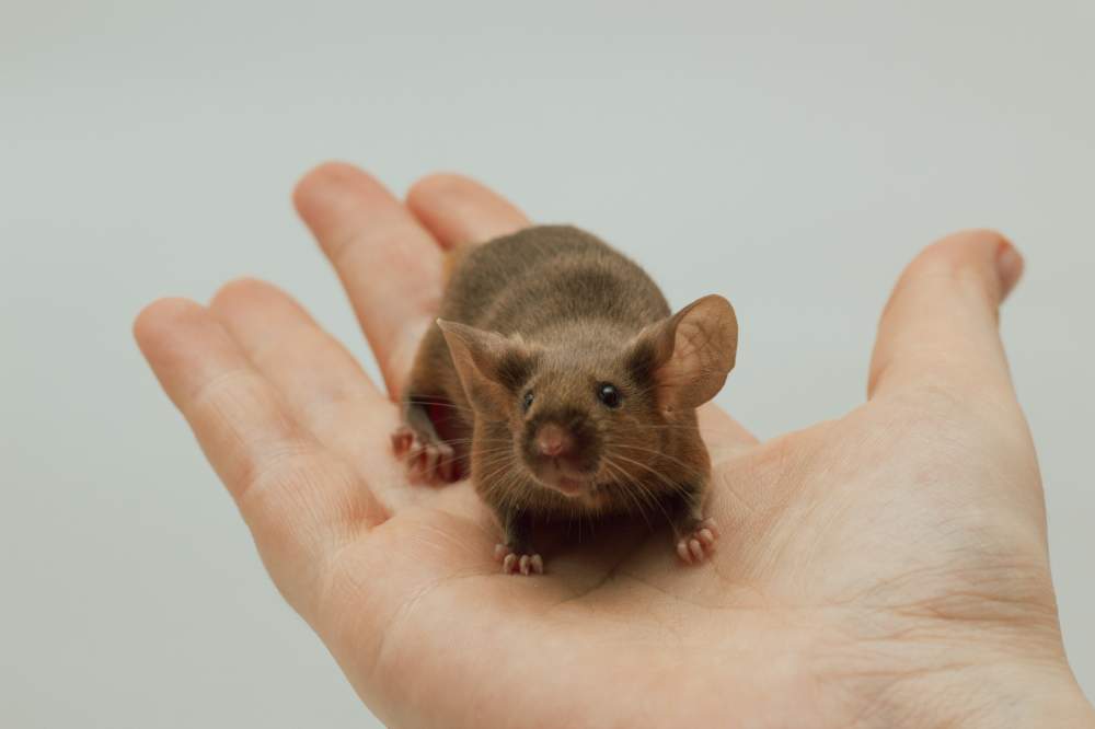 Fancy mouse Breeder Mus musculus 