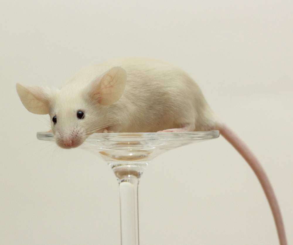 Fancy mouse Breeder Mus musculus Czechia