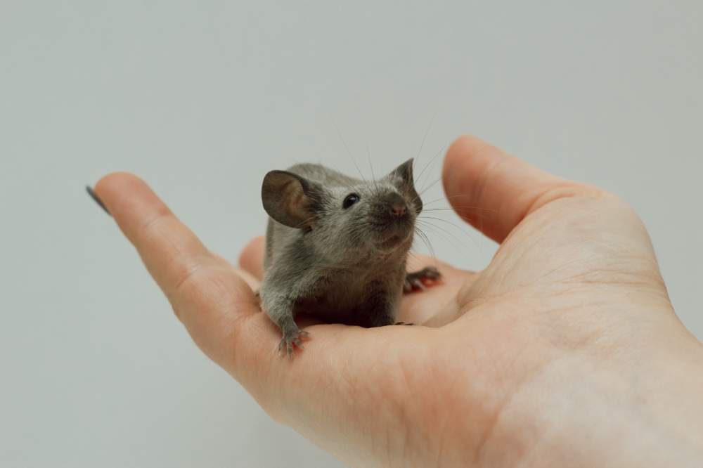 Fancy mouse Breeder Mus musculus Czechia