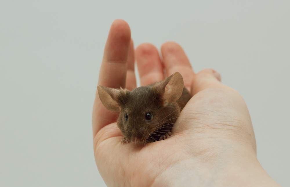 Fancy mouse Show animal Mus musculus 