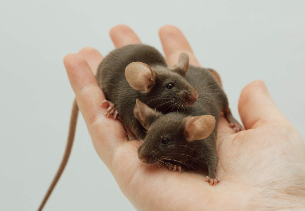 Fancy mouse Breeder Mus musculus 