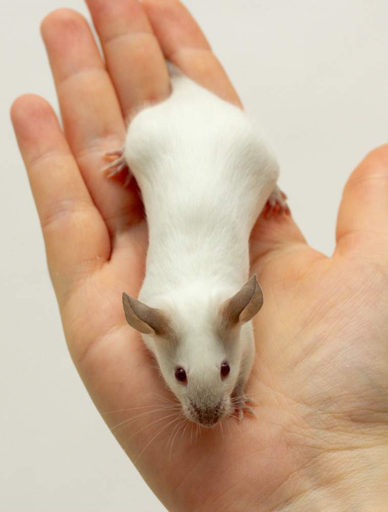 Fancy mouse Breeder Mus musculus 