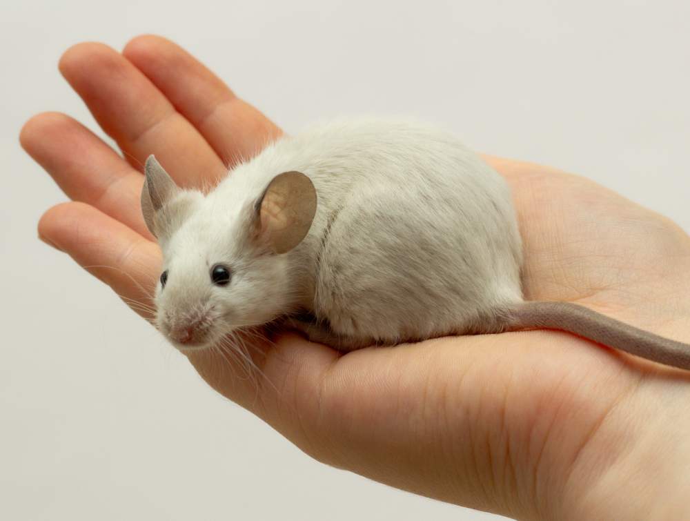 Fancy mouse Breeder Mus musculus 