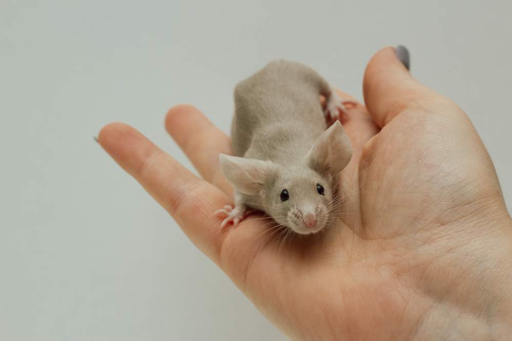 Fancy mouse Breeder Mus musculus Czechia