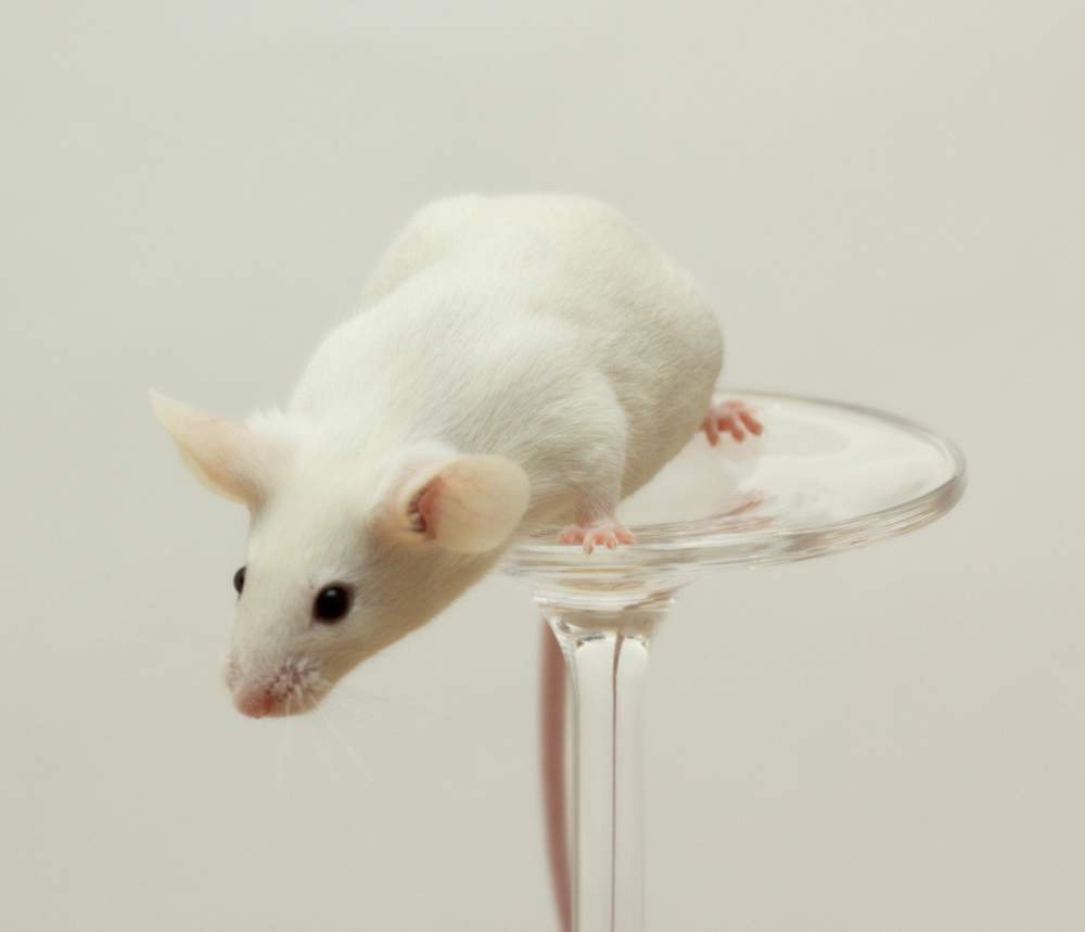 Fancy mouse Breeder Mus musculus Czechia