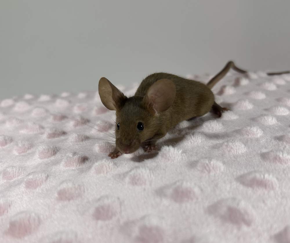 Fancy mouse Breeder Mus musculus 