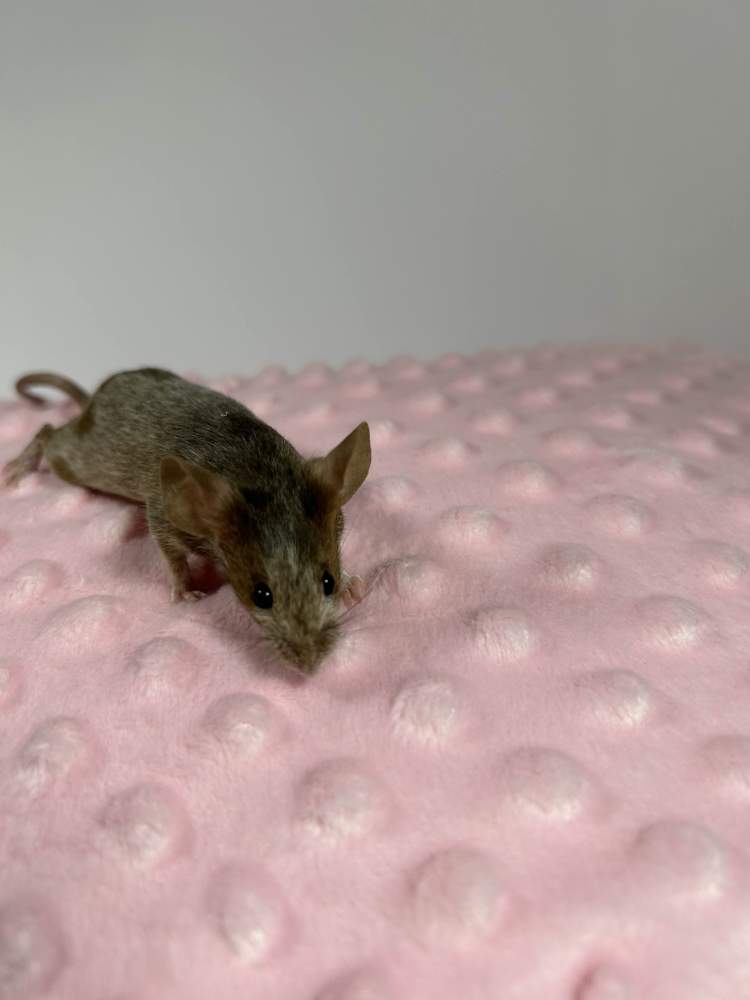 Fancy mouse Breeder Mus musculus 