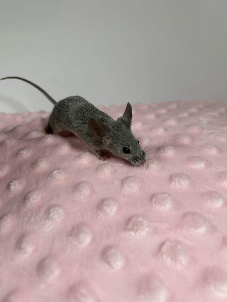 Fancy mouse Breeder Mus musculus 