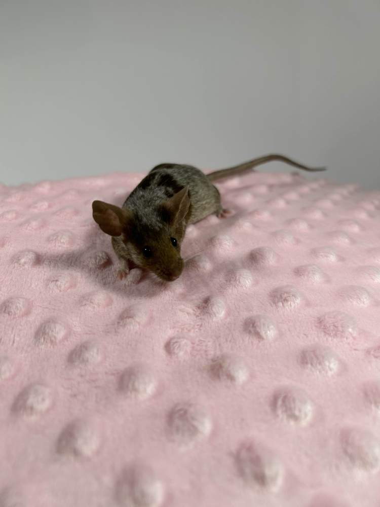 Fancy mouse Breeder Mus musculus 