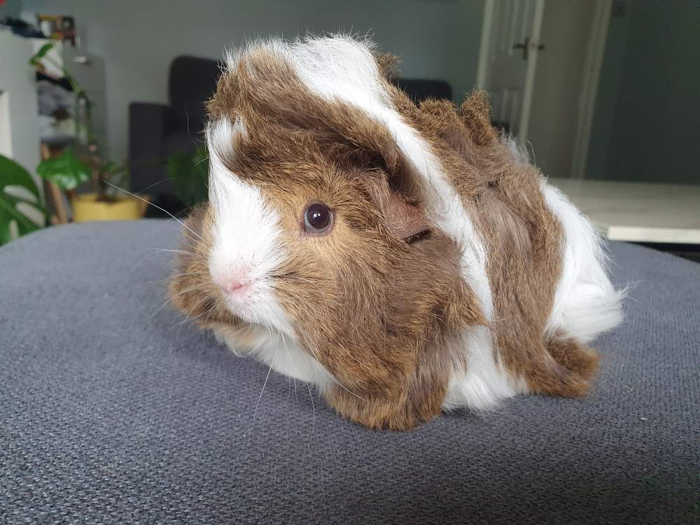 Peruvian guinea pig Pet only Cavia porcellus 