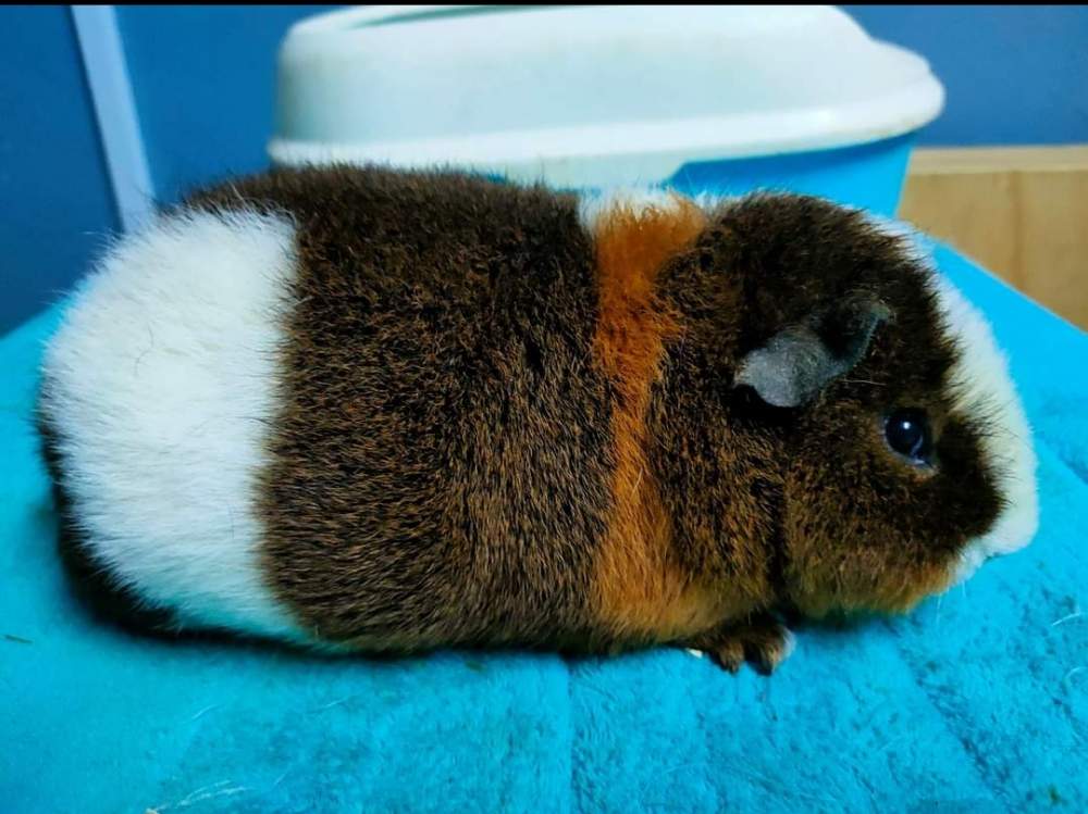 Guinea pig us teddy online