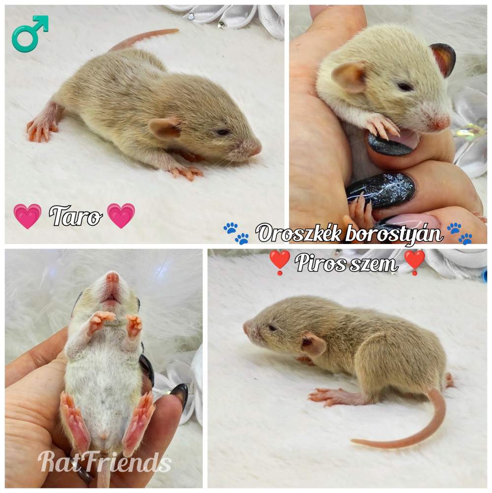 Fancy rat Breeder Rattus norvegicus 