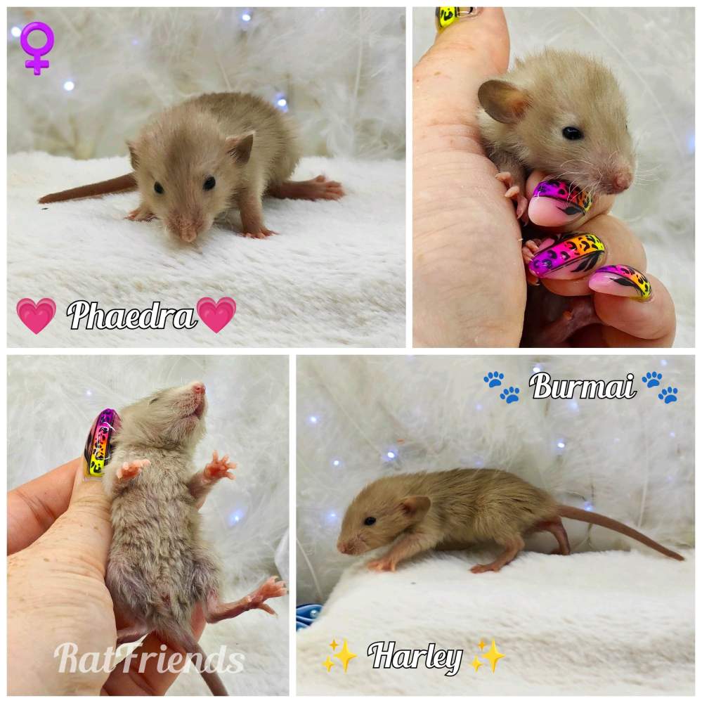 Fancy rat Pet only Rattus norvegicus 