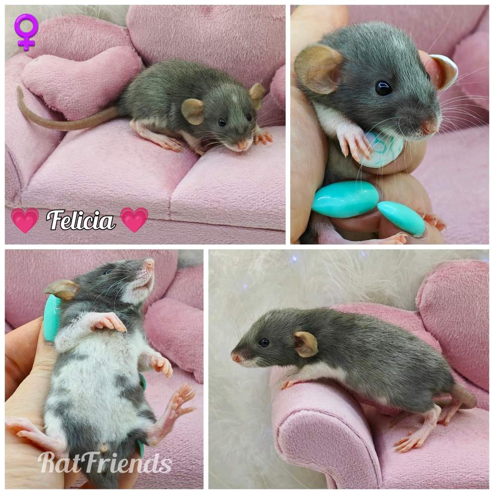 Fancy rat Breeder Rattus norvegicus 