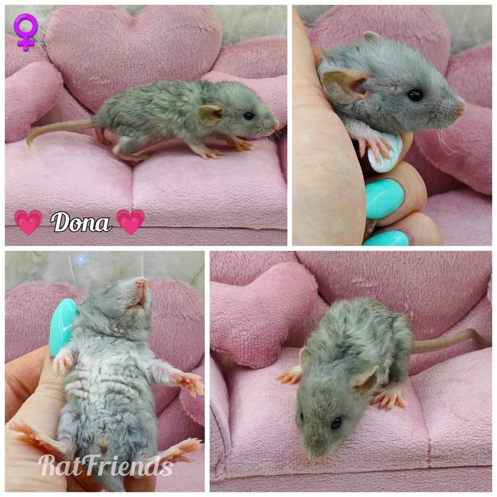 Fancy rat Breeder Rattus norvegicus 