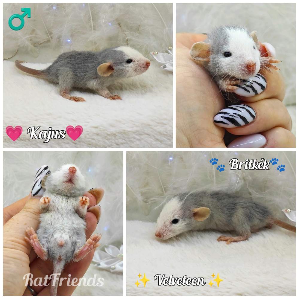 Fancy rat Owned by other Rattus norvegicus 