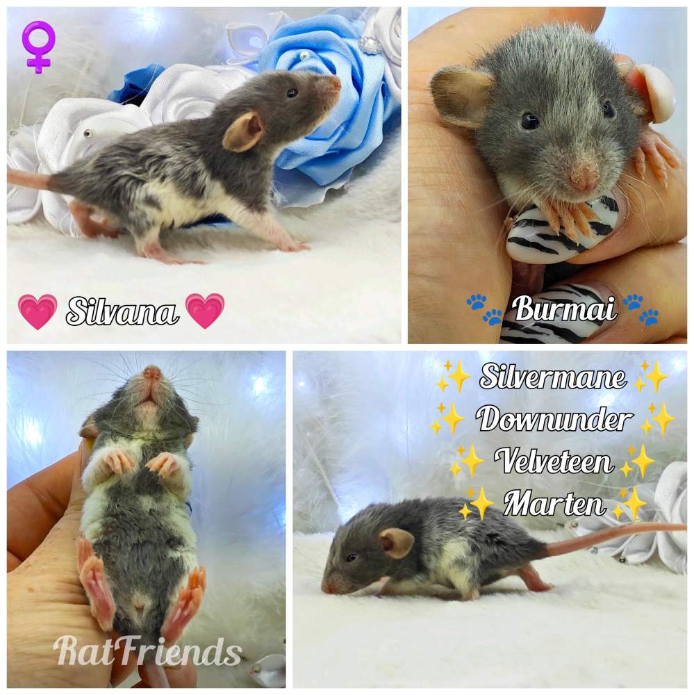 Fancy rat Breeder Rattus norvegicus 