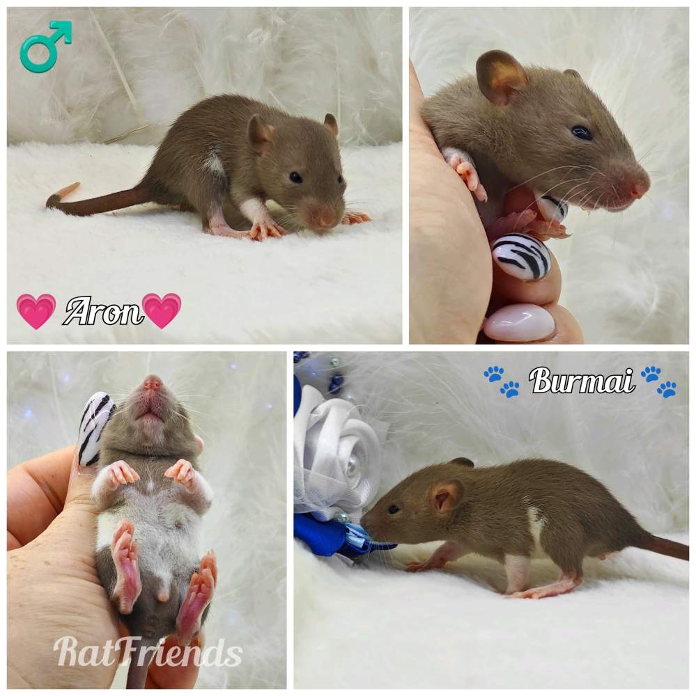 Fancy rat Owned by other Rattus norvegicus 