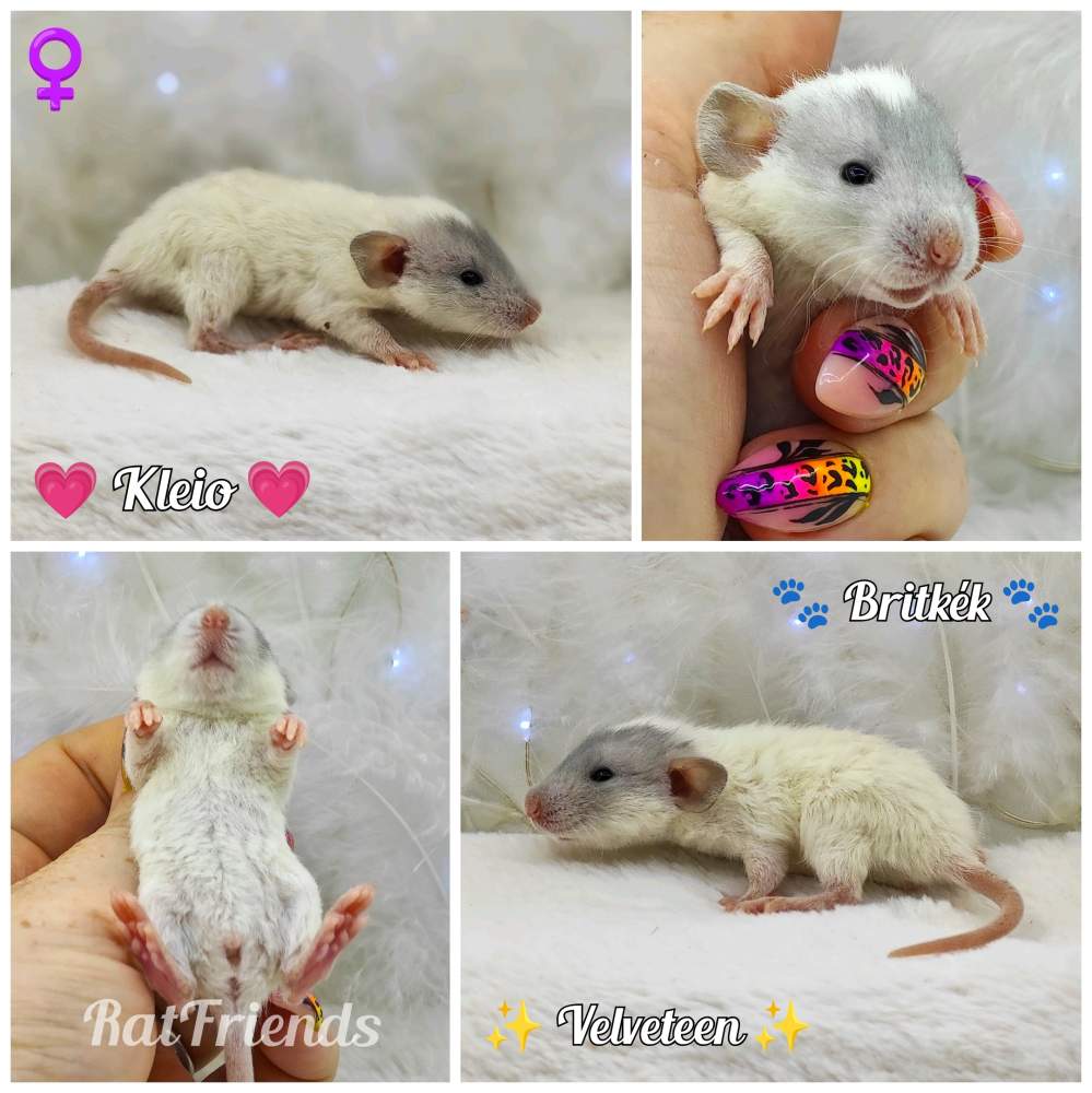 Fancy rat Owned by other Rattus norvegicus 