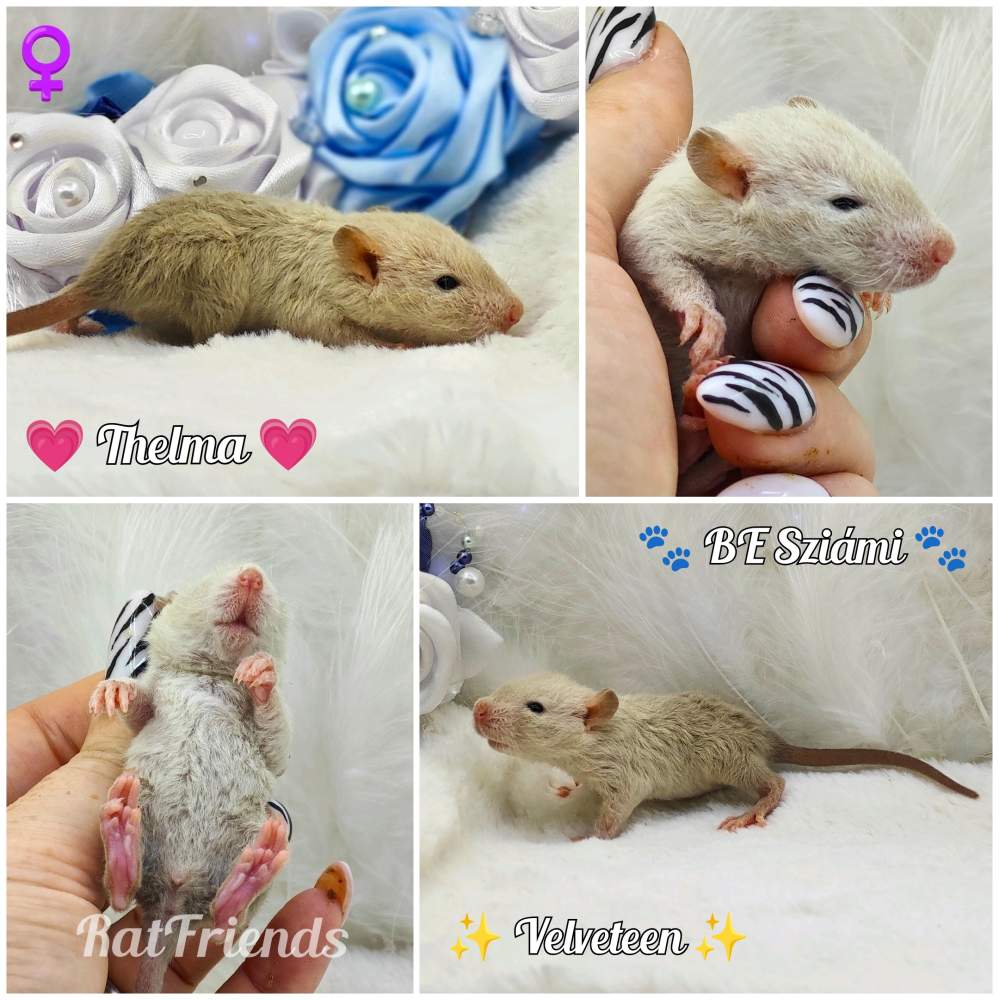 Fancy rat Breeder Rattus norvegicus 