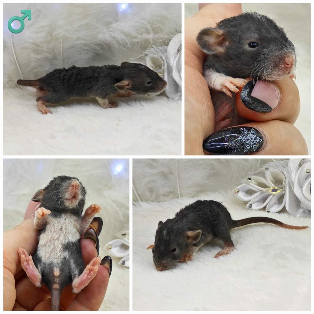 Fancy rat Owned by other Rattus norvegicus 