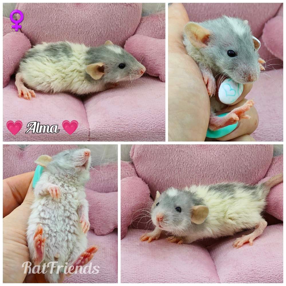 Fancy rat Breeder Rattus norvegicus 