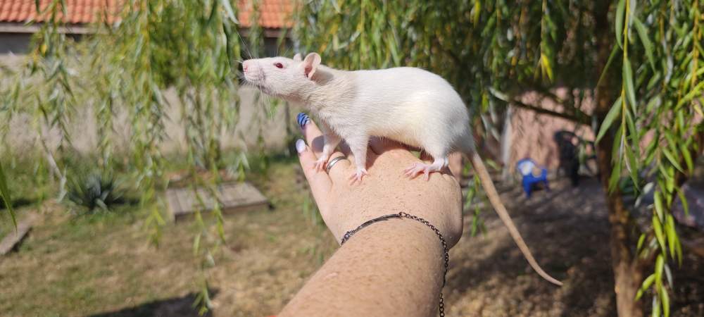 Fancy rat Breeder Rattus norvegicus 