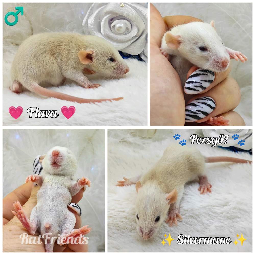 Fancy rat Breeder Rattus norvegicus 