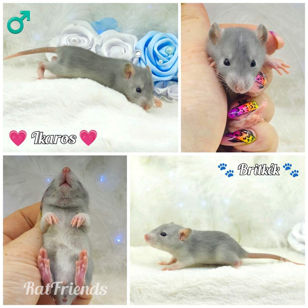 Fancy rat Owned by other Rattus norvegicus 