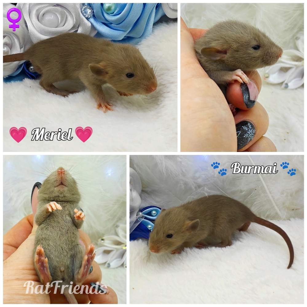 Fancy rat Available for rehoming Rattus norvegicus 