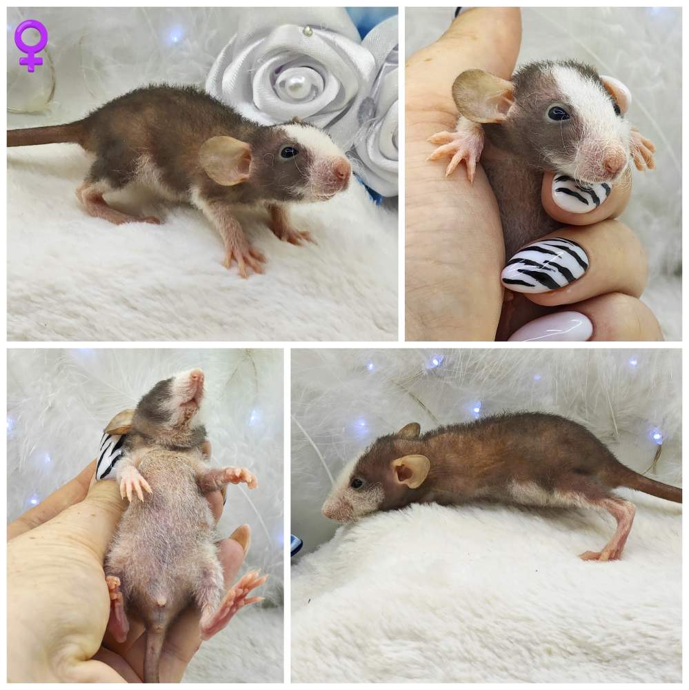 Fancy rat Breeder Rattus norvegicus 