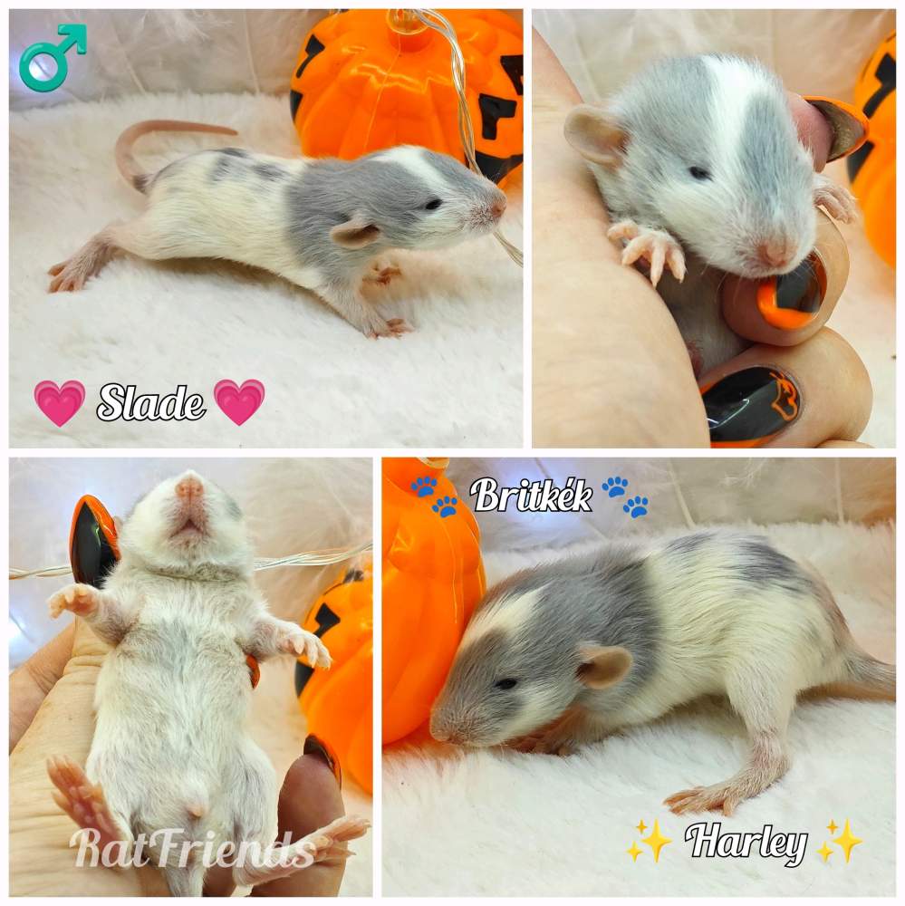 Fancy rat Available for rehoming Rattus norvegicus 