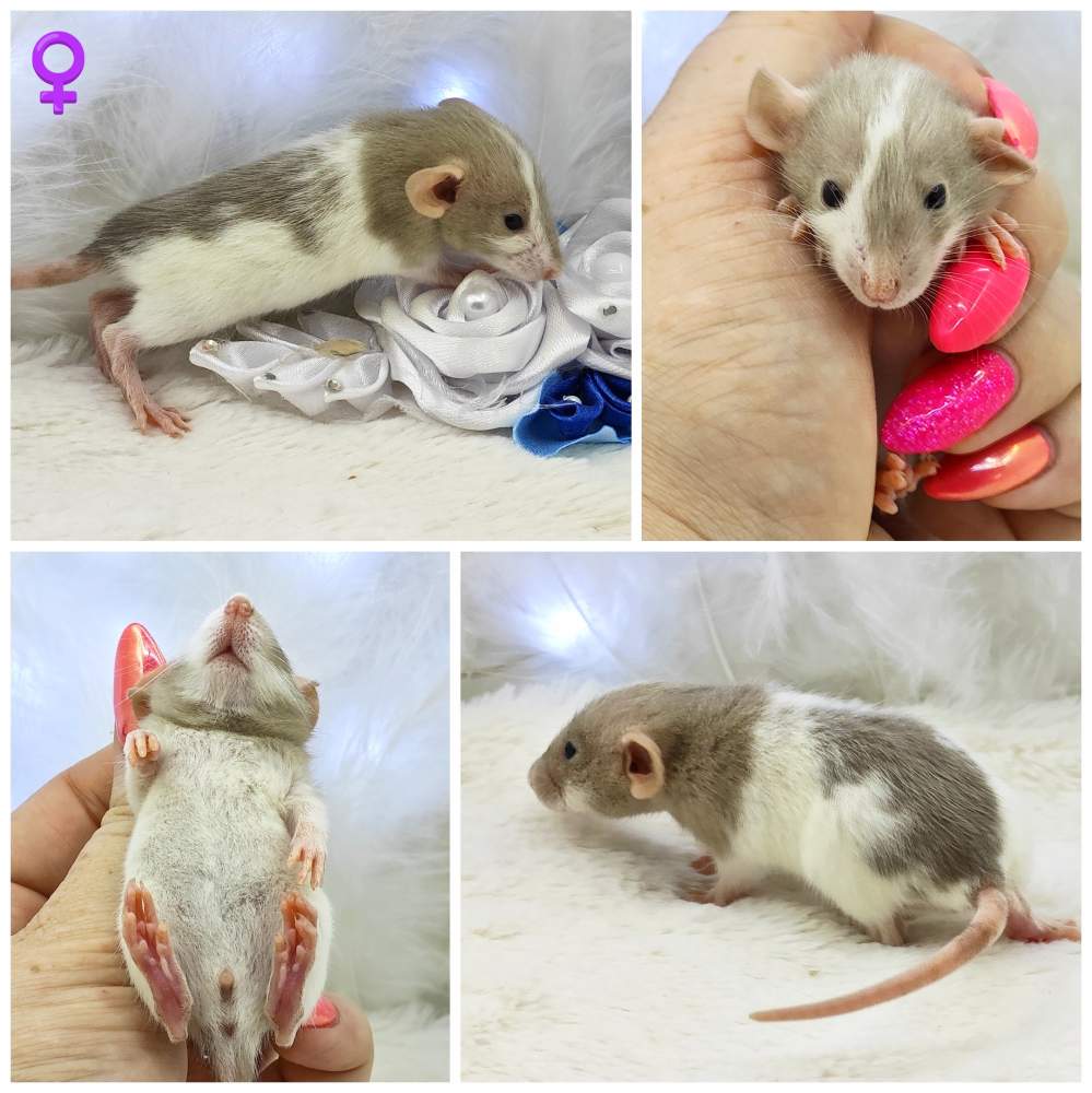 Fancy rat Breeder Rattus norvegicus 