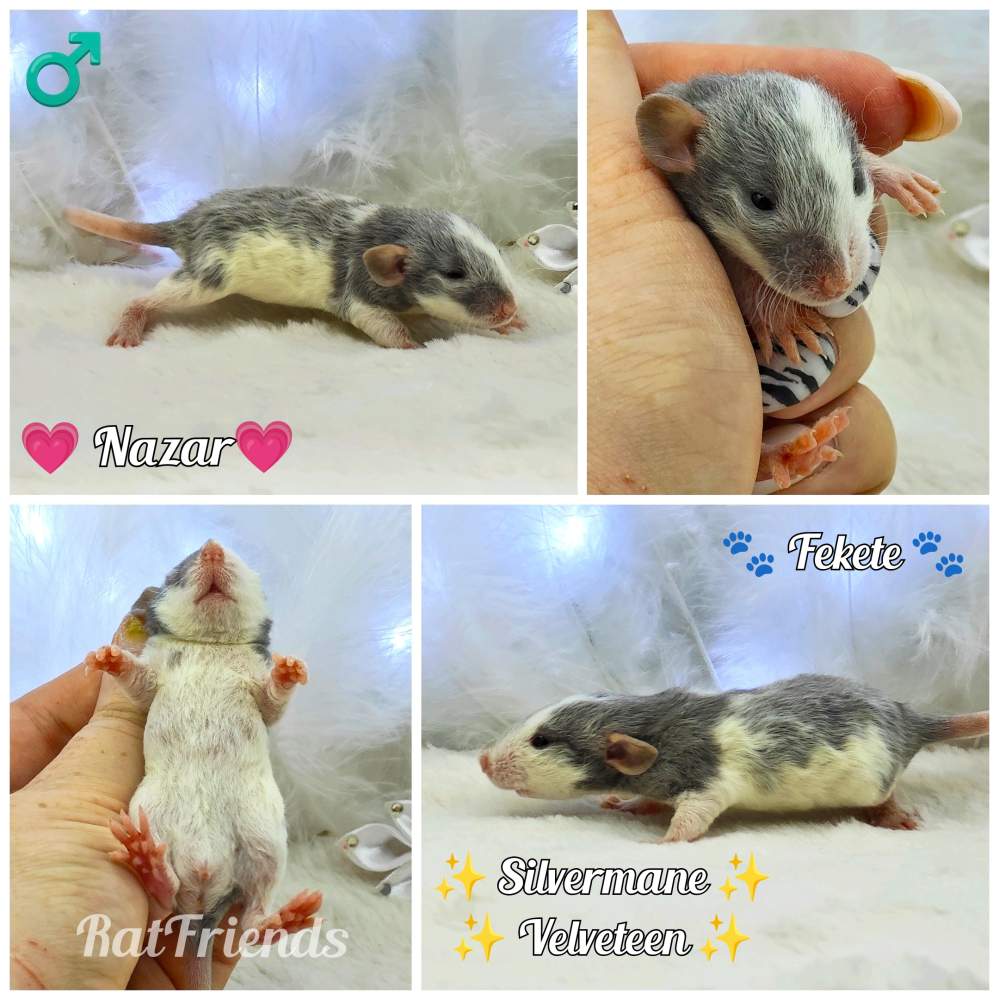 Fancy rat Breeder Rattus norvegicus 