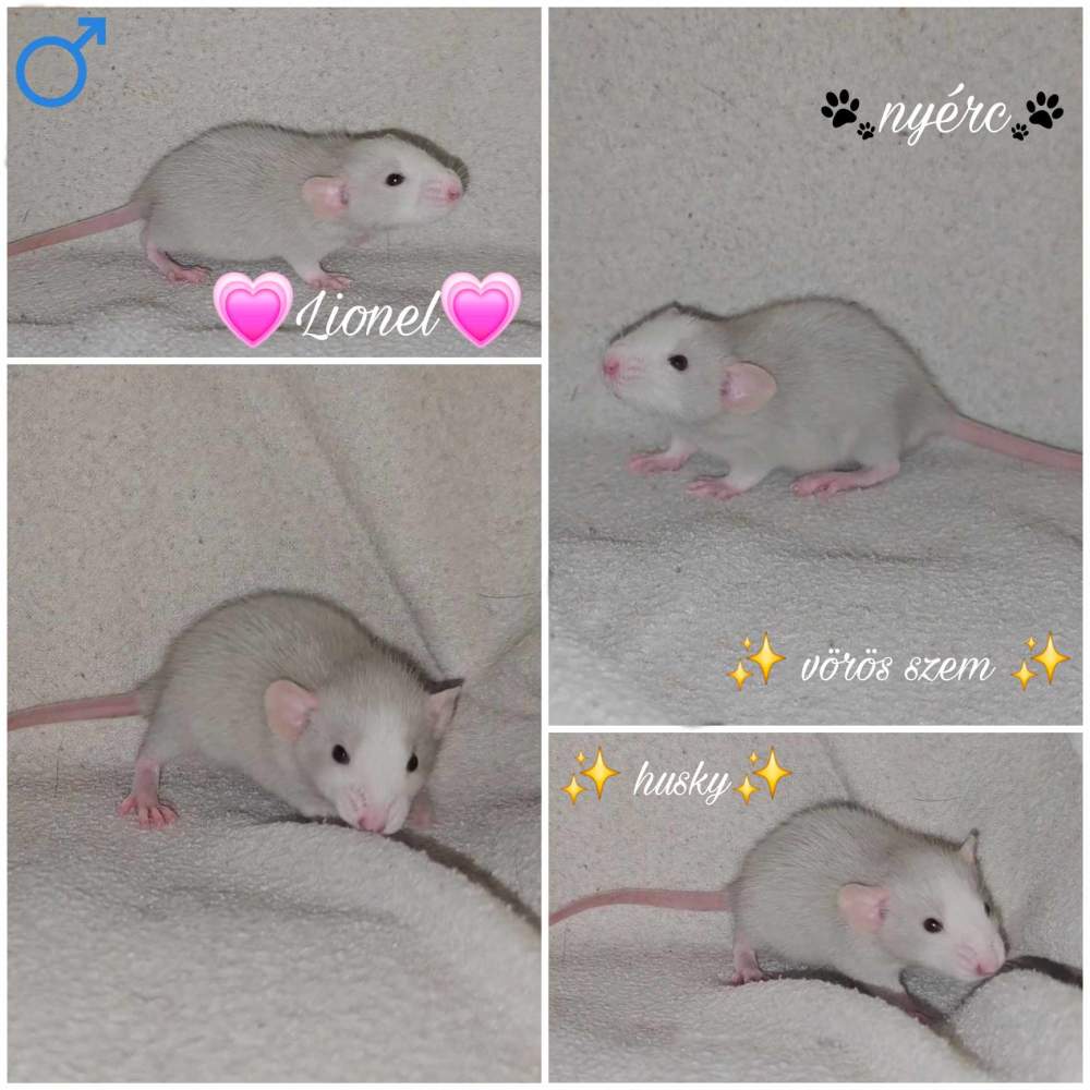 Fancy rat Owned by other Rattus norvegicus 