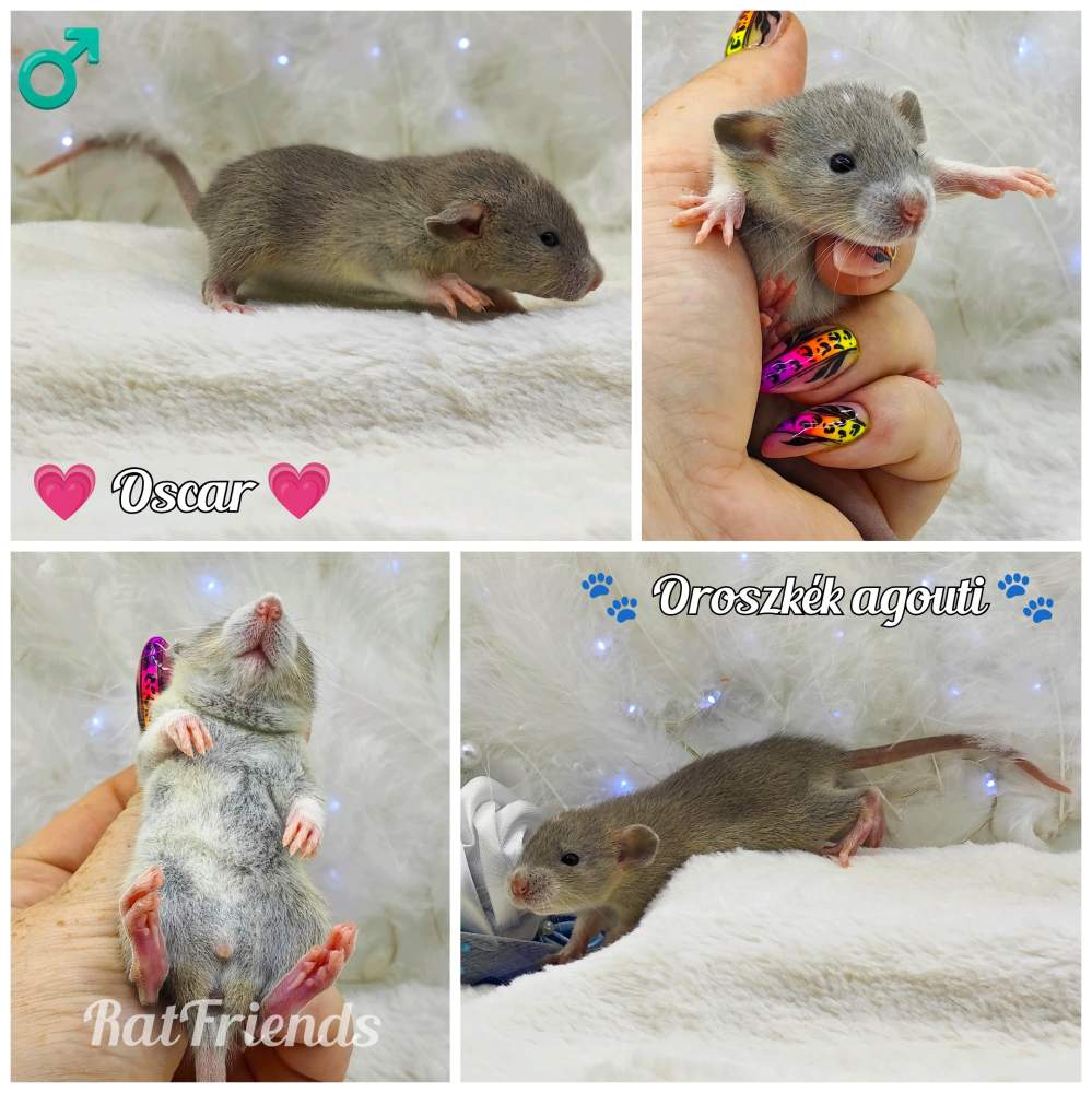 Fancy rat Owned by other Rattus norvegicus 