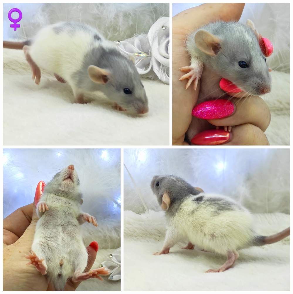 Fancy rat Breeder Rattus norvegicus 